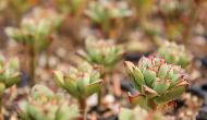 多肉植物