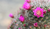 サボテンの花